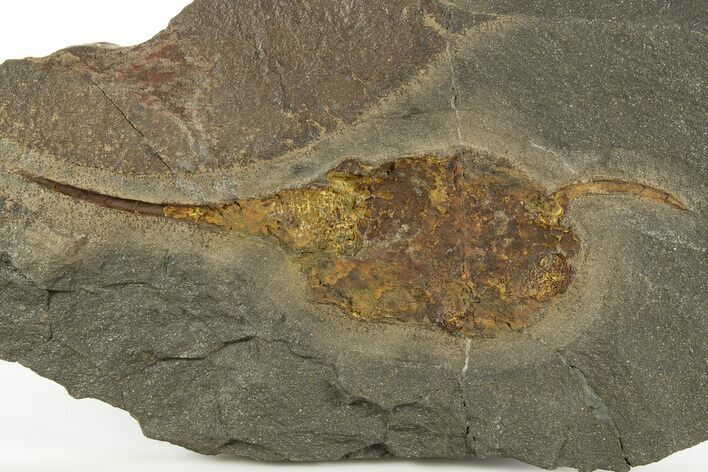 Ordovician Carpoid Fossil - Ktaoua Formation, Morocco #312745